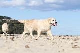 GOLDEN RETRIEVER 496
